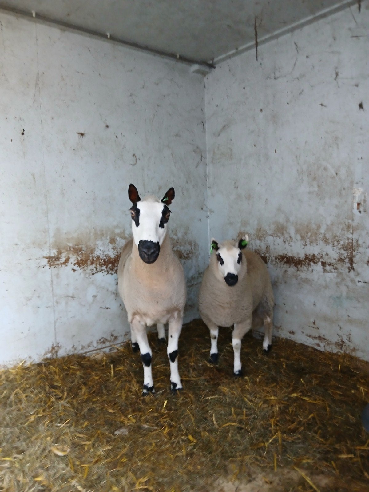 kerry hil ooi met ooilam, Vrouwelijk, Schaap