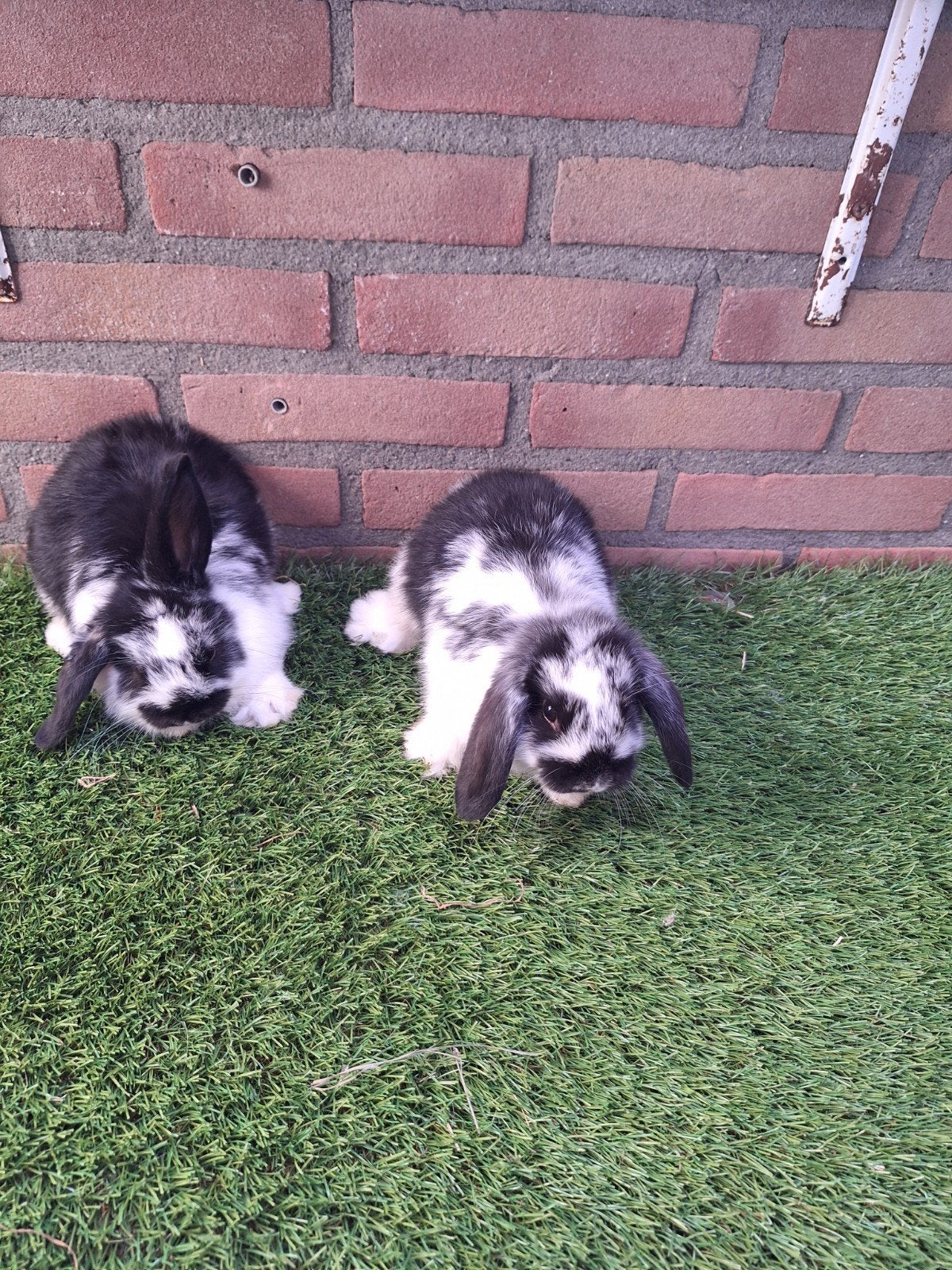 Te koop, 2 jonge dwerghangoor konijntjes konijn hangoor, Dieren en Toebehoren, Meerdere dieren, Hangoor