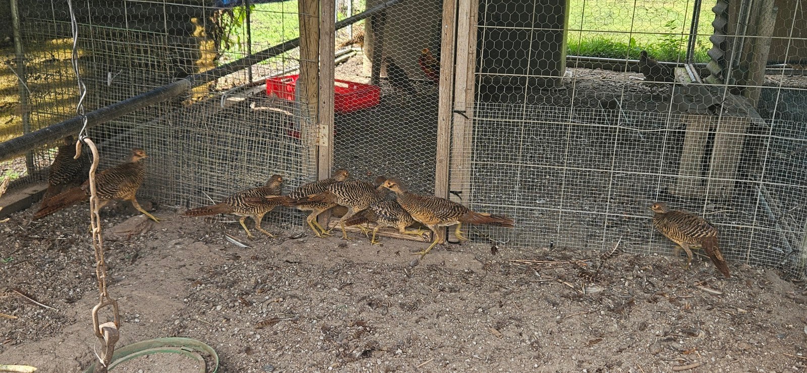 goud fanaten, Dieren en Toebehoren, Ophalen, Nieuw, Overige typen