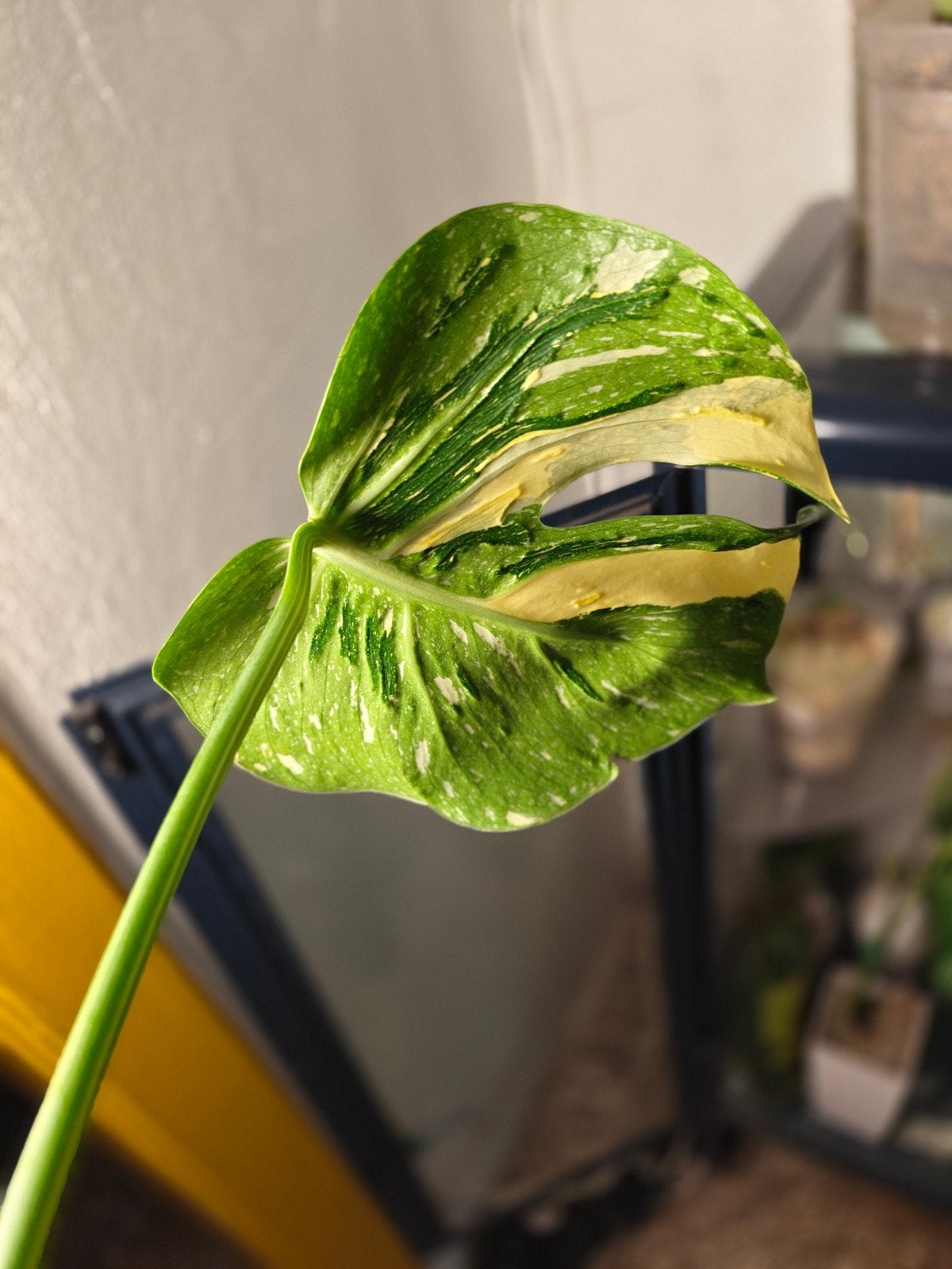 Monstera Medusa, Ophalen of Verzenden, Halfschaduw, Minder dan 100 cm