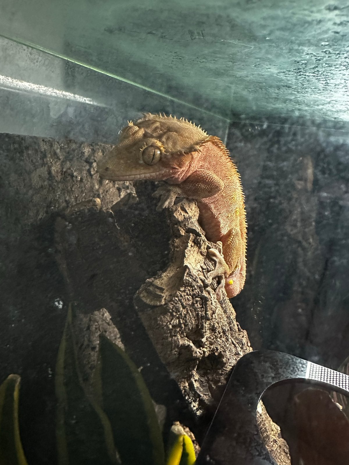 Wimper Gekko Crested Gecko - male for sale from R+S Hendriks