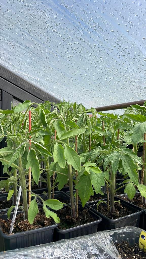 Sla Andijvie Tomaten paprika’s aubergine augurken moestuin, Ophalen, Volle zon, Groenteplanten, Eenjarig