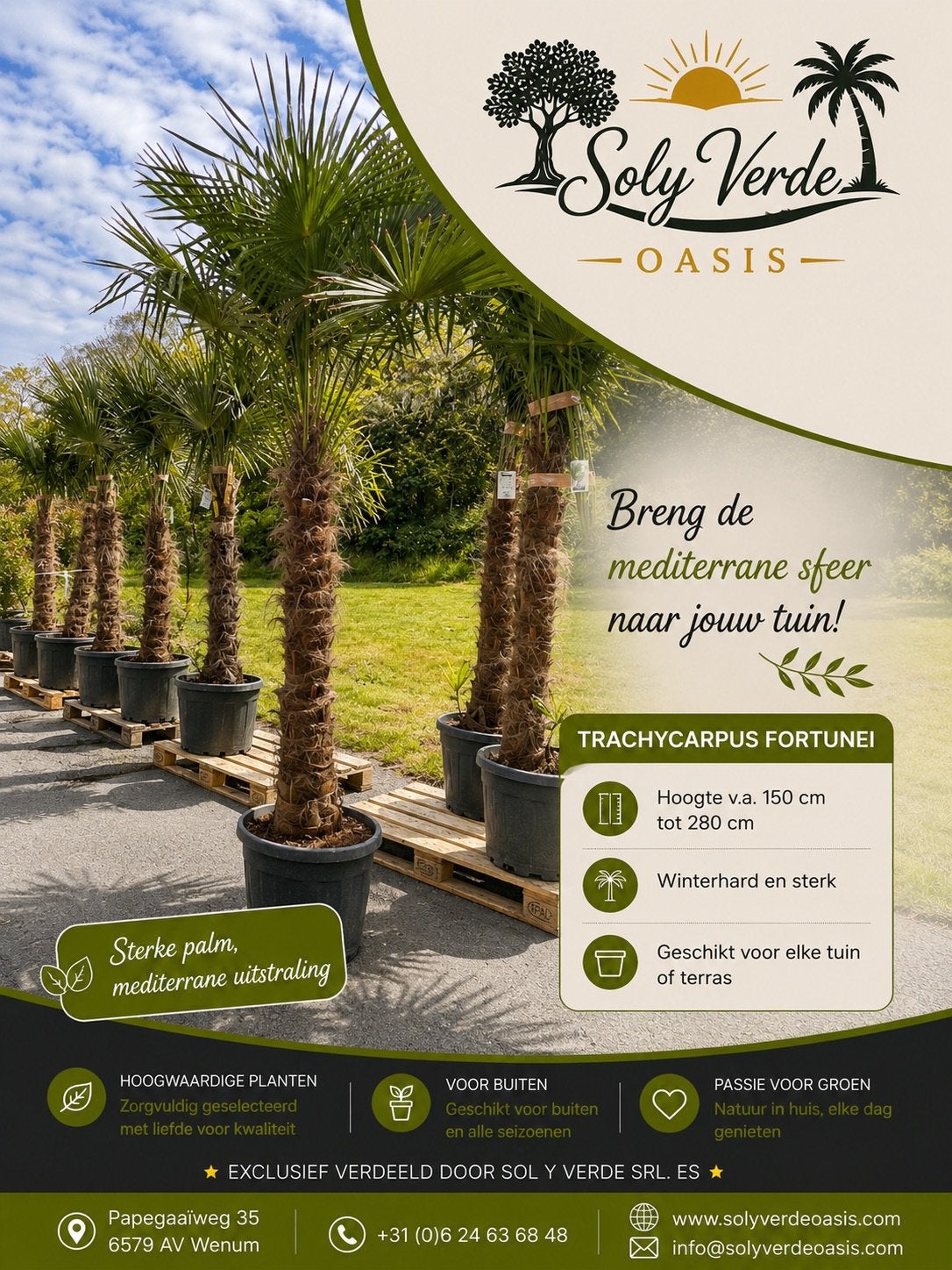 Palmbomen, Olijfbomen, Yucca groot assortiment, Tuin en Terras, Planten | Bomen, 100 tot 250 cm, Zomer, Palmboom, Ophalen
