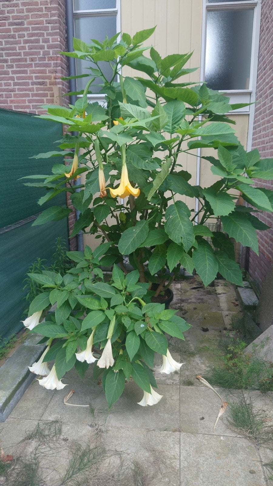 zeer grote twee kleuren brugmansia plant, Tuin en Terras, Planten | Tuinplanten, Ophalen, Overige soorten, Volle zon