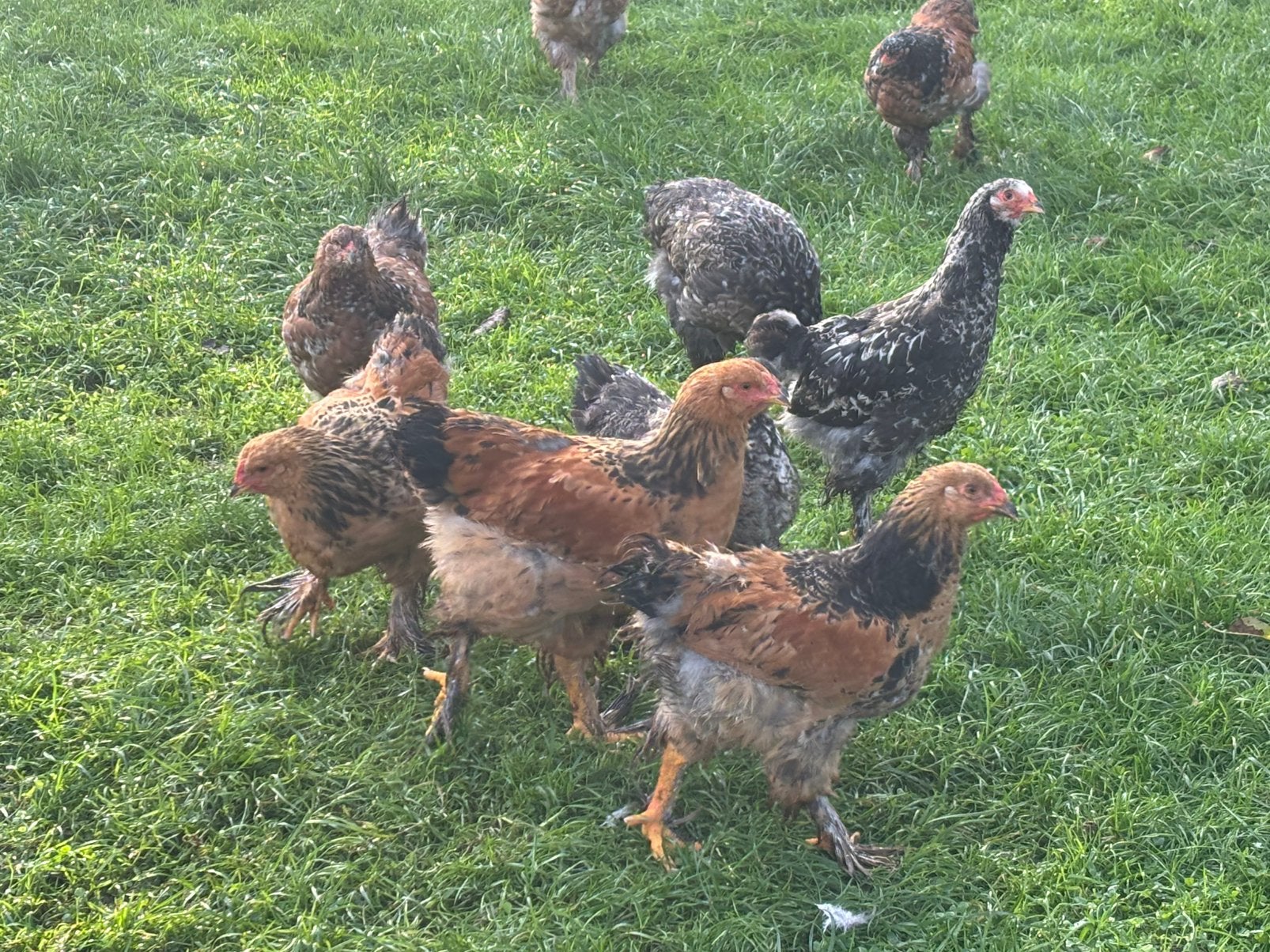 Brahma hennen, Dieren en Toebehoren, Vrouwelijk, Kip