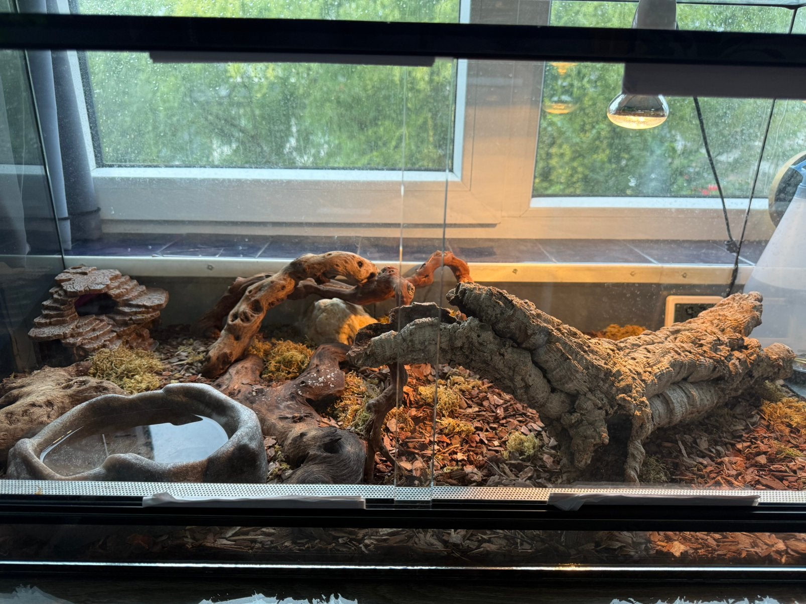 Ball pythons met terrariums Ball Python photo 6