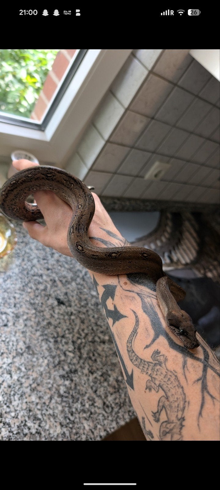 Boa Imperator Sabogae Cross Leopard 0.1 '24, Slang, Met terrarium, 0 tot 2 jaar