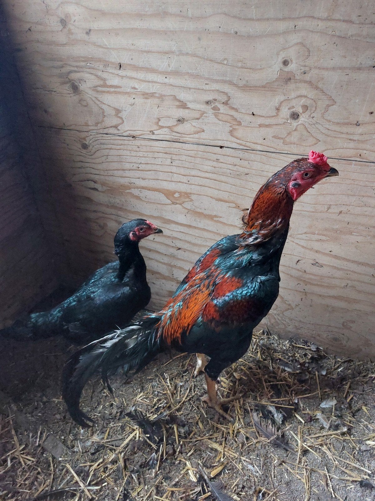 Tekoop 5 shamo's, Dieren en Toebehoren, Meerdere dieren, Kip