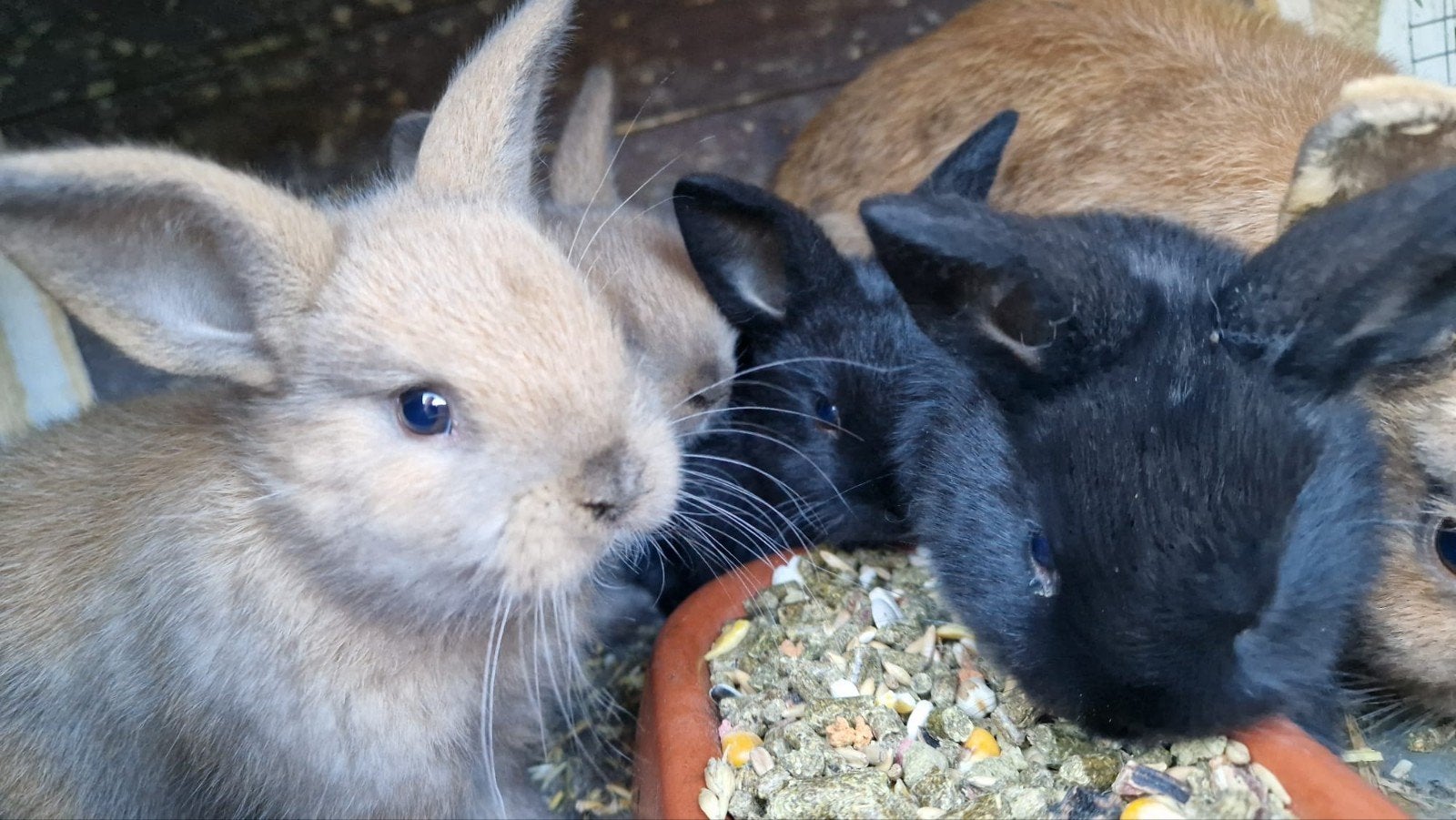 Mooie mannelijke konijntjes, Dieren en Toebehoren, Konijnen, Mannelijk