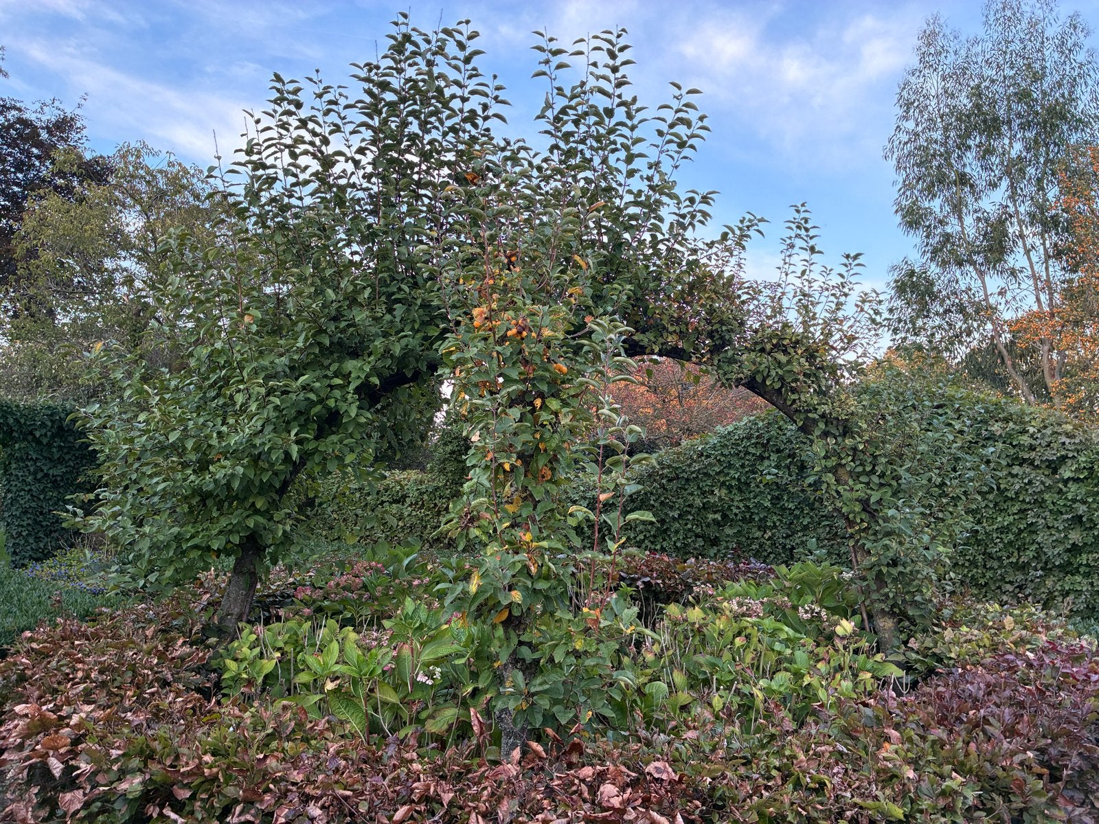 Gratis: 4 volwassen eetappelbomen in boogvorm, Tuin en Terras, Ophalen, 400 cm of meer, Appelboom