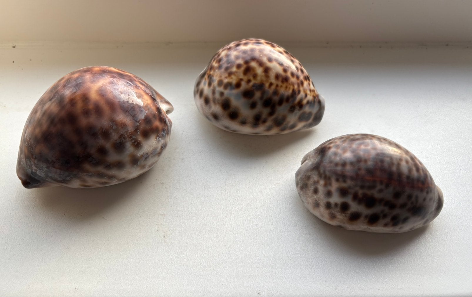 Tijgerschelpen Cypraea tigris 3 stuks, Ophalen of Verzenden, Zo goed als nieuw