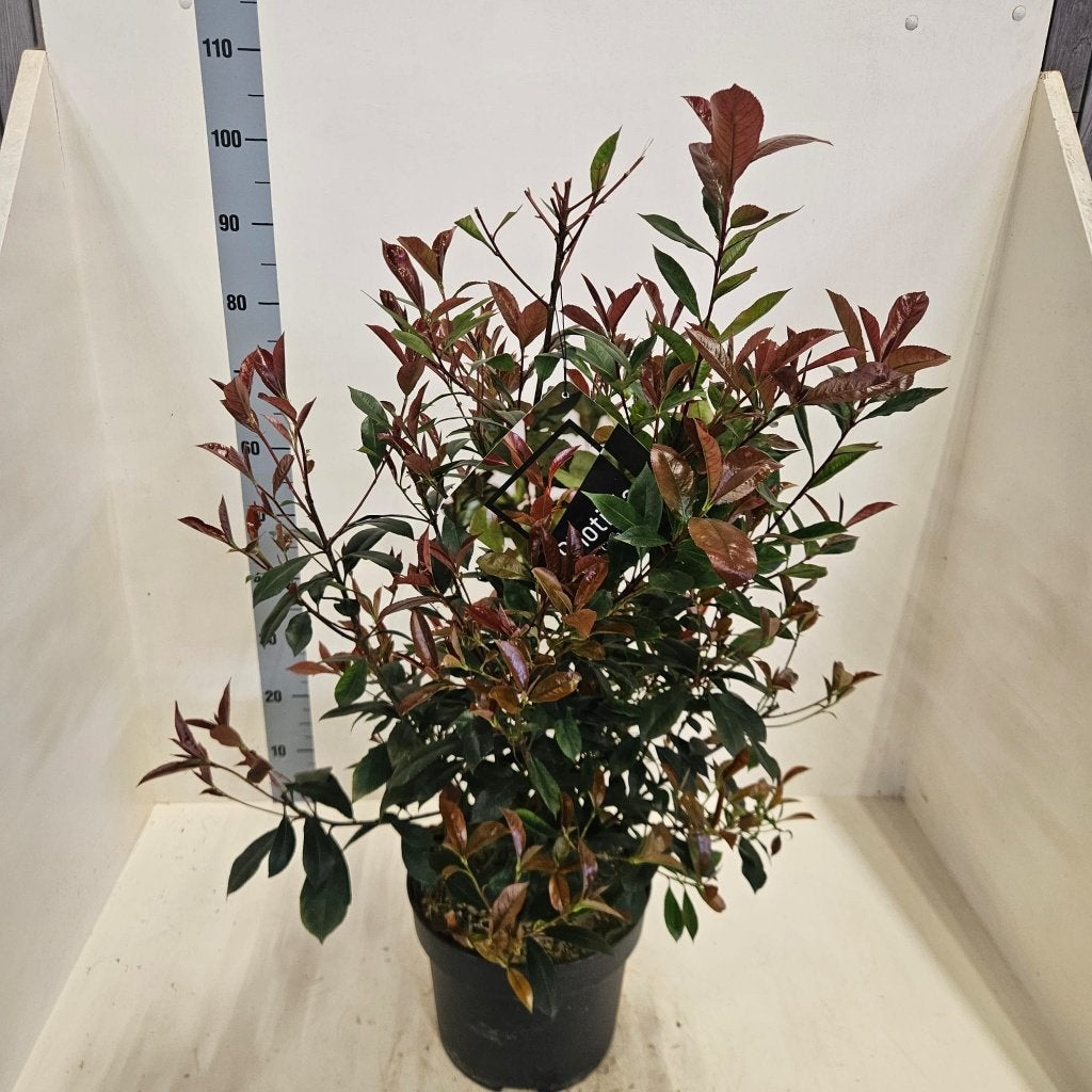 Div haagplanten - Photinia Red Robin en Carre rouge, Prunus, Ophalen, Overige soorten, Haag, Minder dan 100 cm
