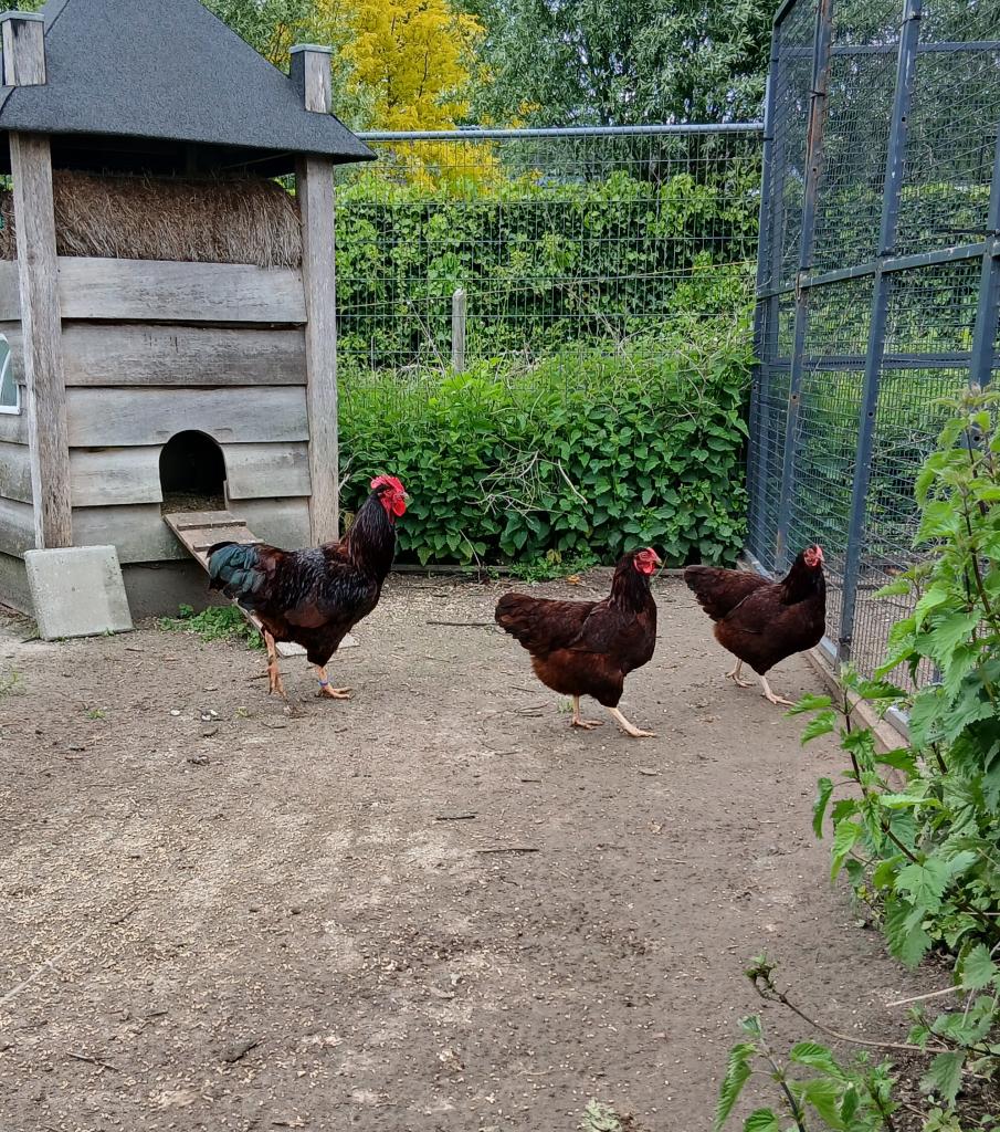 Trio Red Island, Meerdere dieren, Kip