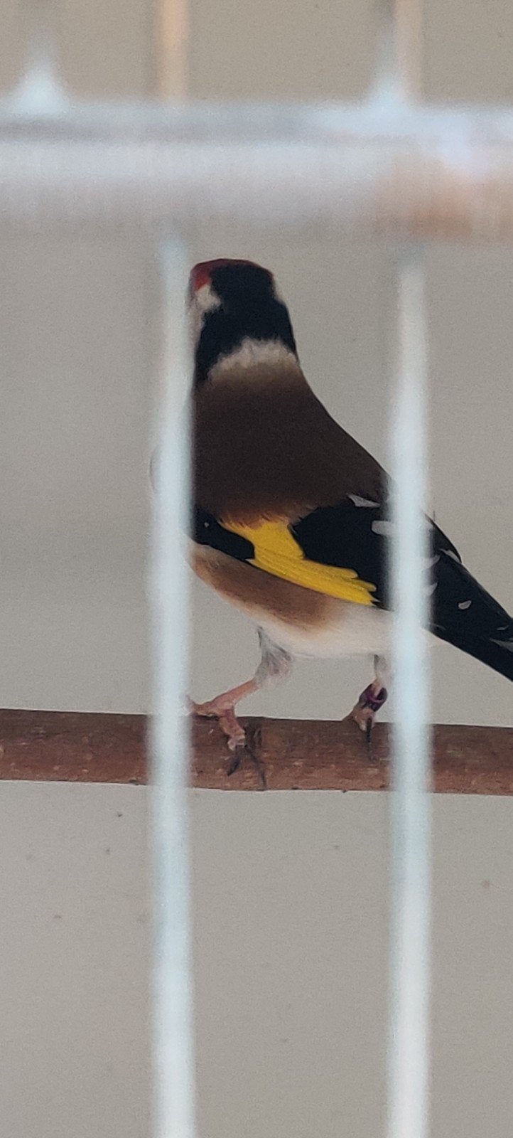 Koppel Majoor putters 2024, Meerdere dieren, Wildzangvogel