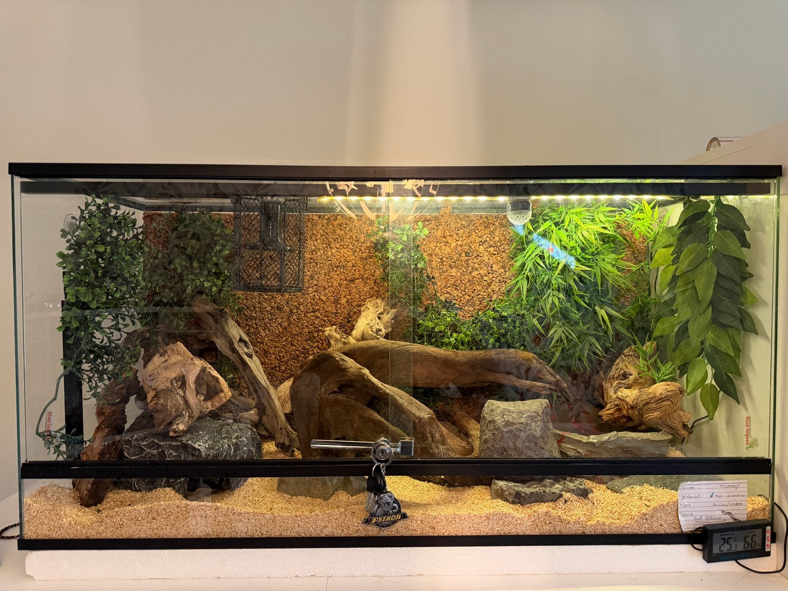 Koningspython 4 jaar - compleet terrarium Ball Python photo 2
