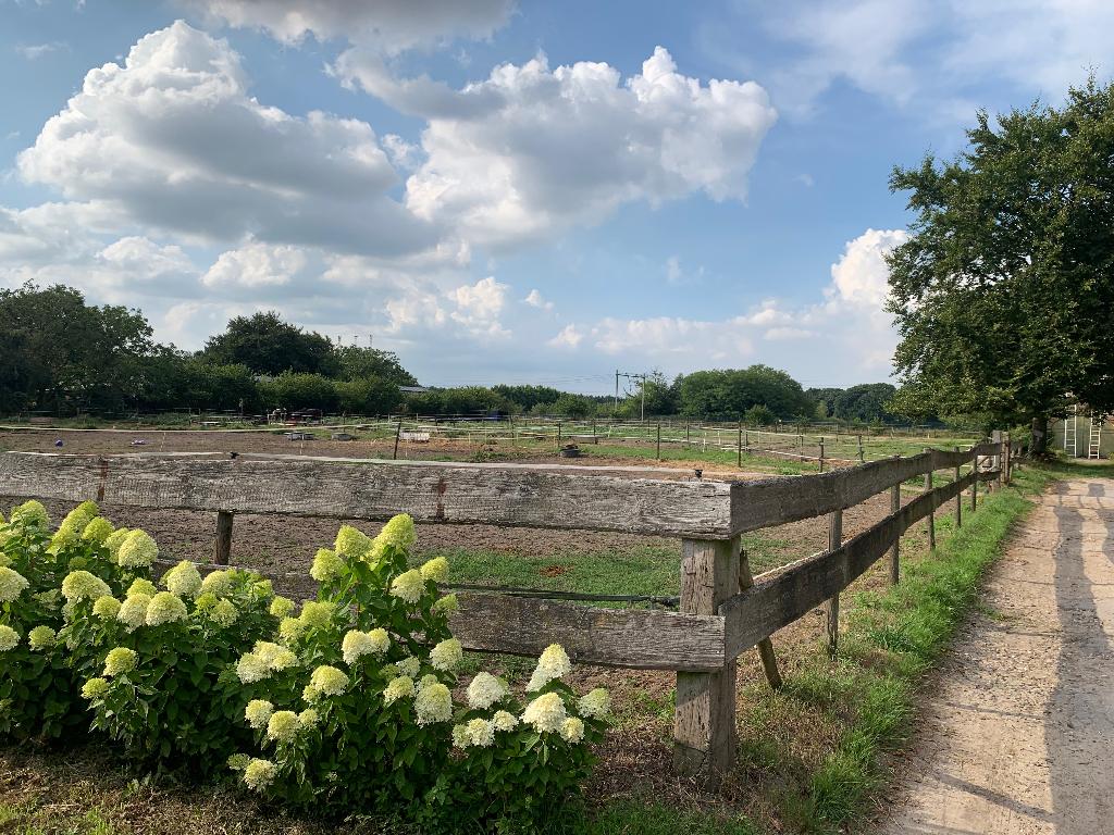 Box te huur op kleinschalige stal, Dieren en Toebehoren, Stalling en Weidegang, Weidegang, 1 paard of pony