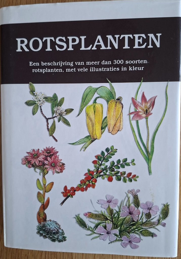 Rotsplanten, Ophalen of Verzenden, Overige soorten, Volle zon