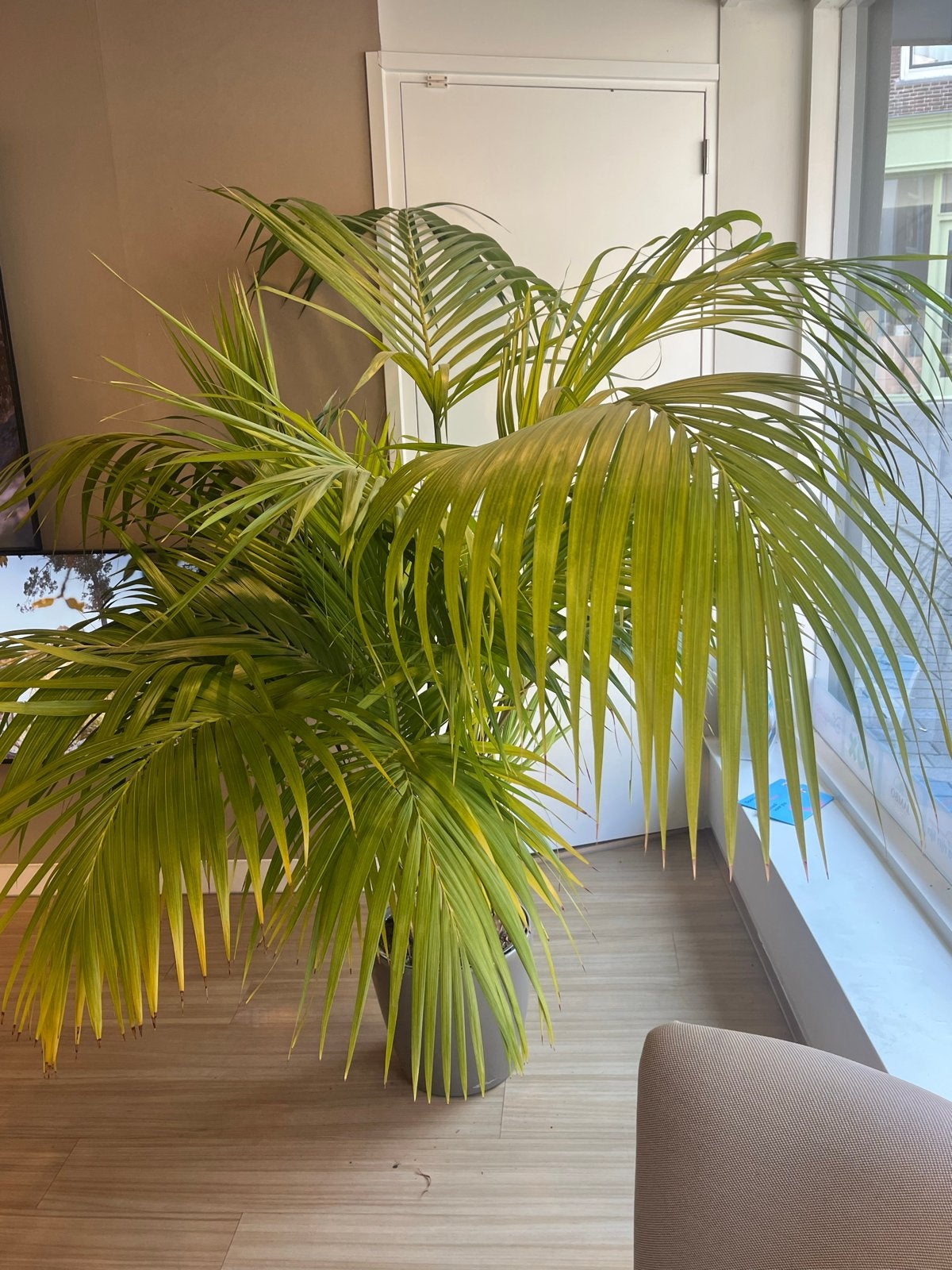 Grote Palmplant in Pot - Ideaal voor Woonkamer of Kantoor, Ophalen, Palm, Halfschaduw, In pot