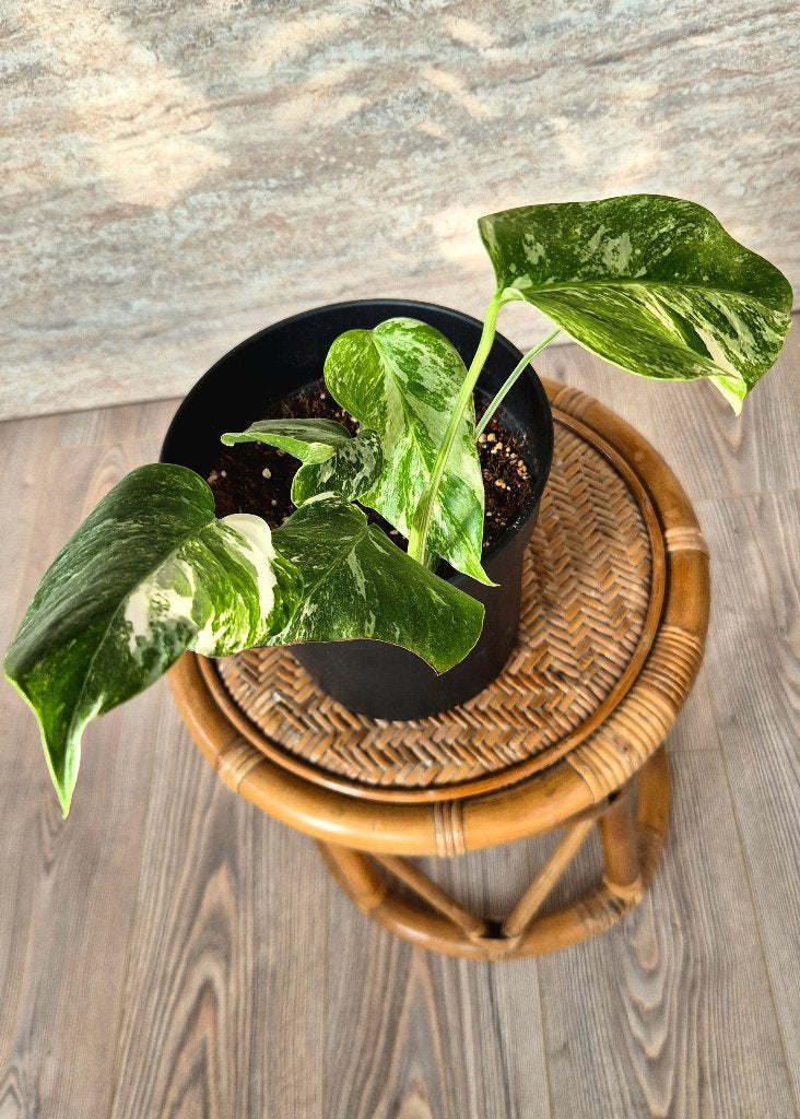 Monstera Variegata Marbled Albo | Dubbele Stam, Ophalen, Halfschaduw, Minder dan 100 cm