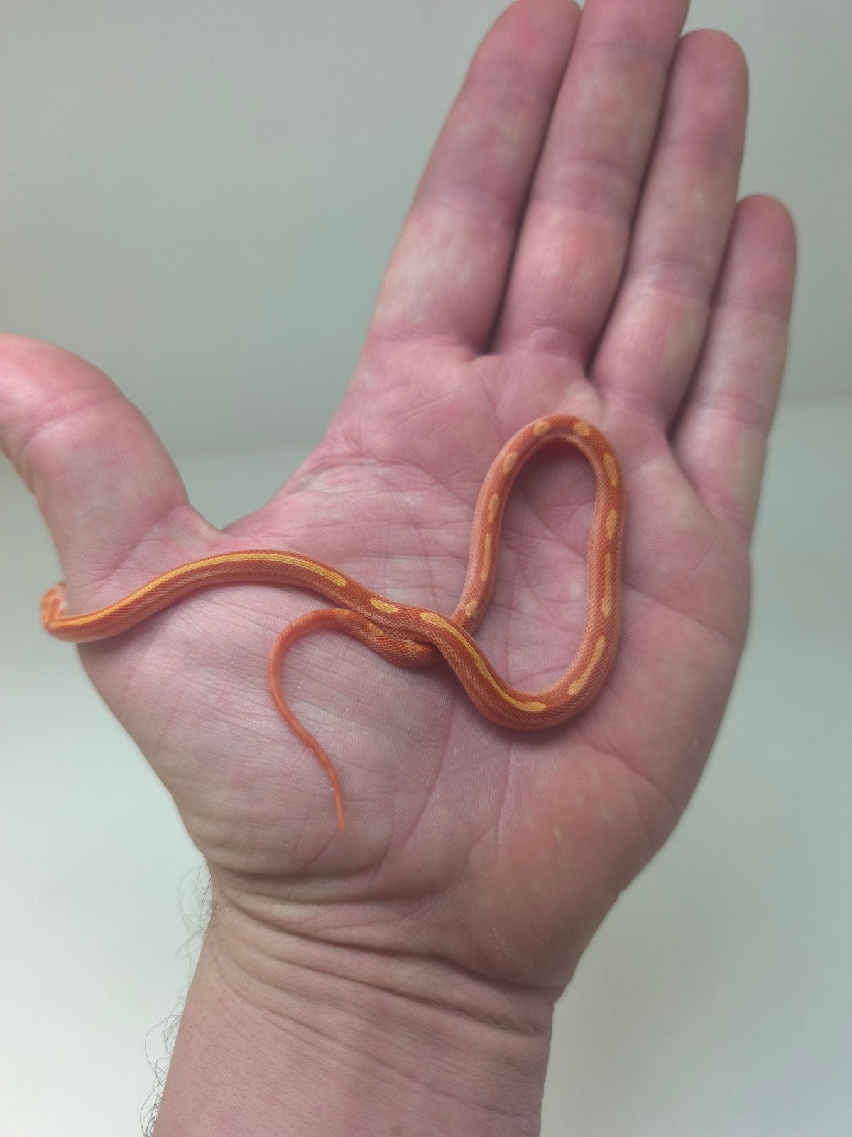 Jonge korenslangen te koop – diverse kleuren/patronen – eten Corn Snake photo 15