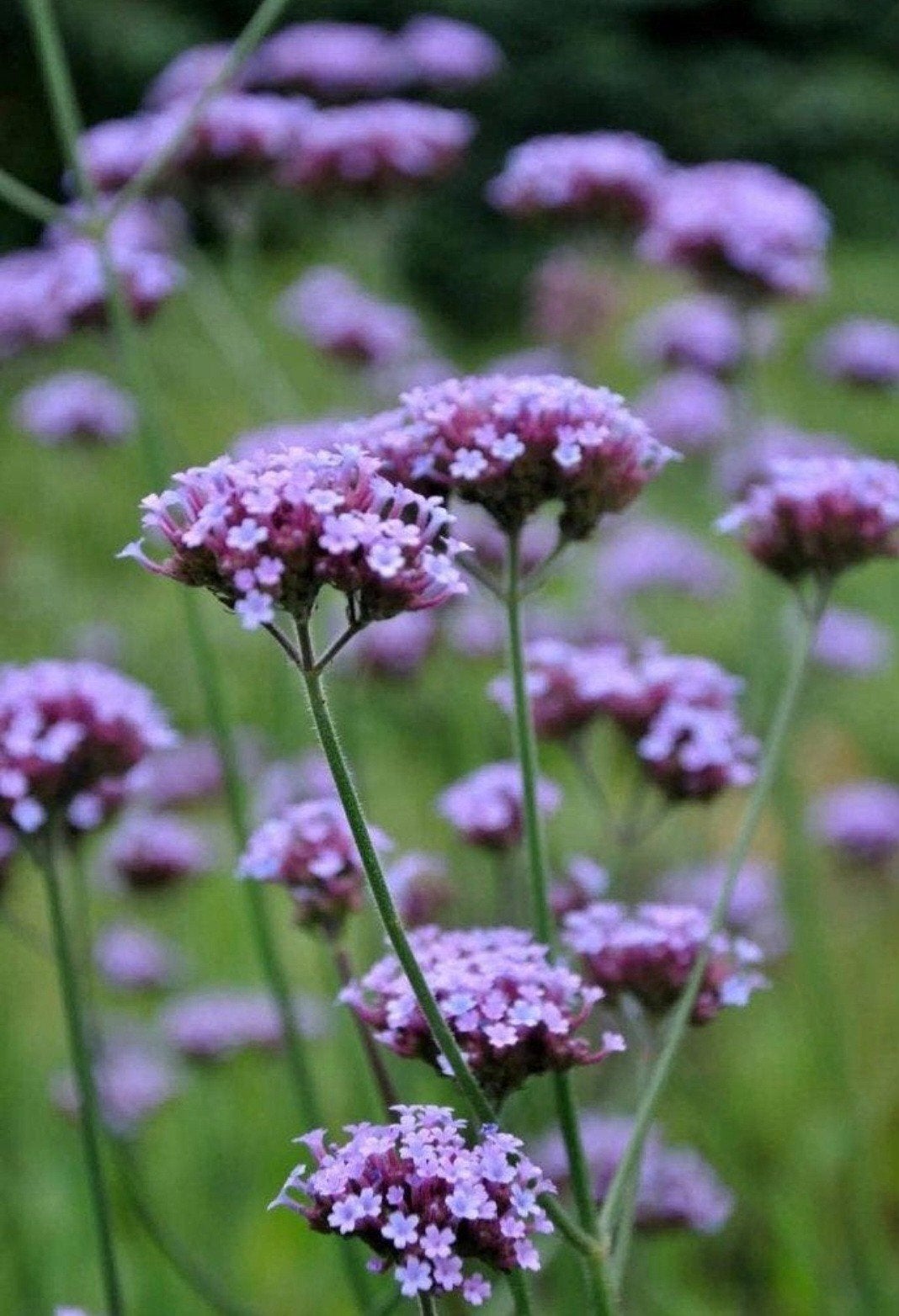Verbena zaailingen, Ophalen, Volle zon