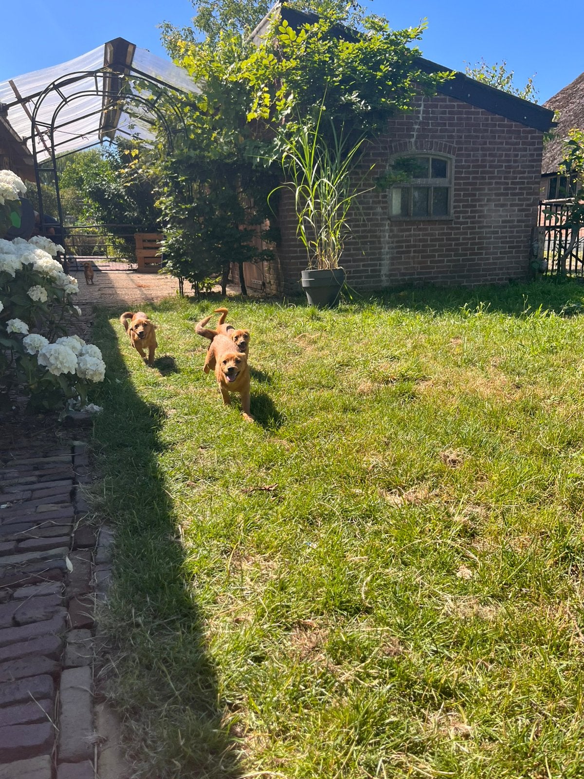 Jack russel pups, 15 weken tot 1 jaar, Parvo, Meerdere, Meerdere dieren