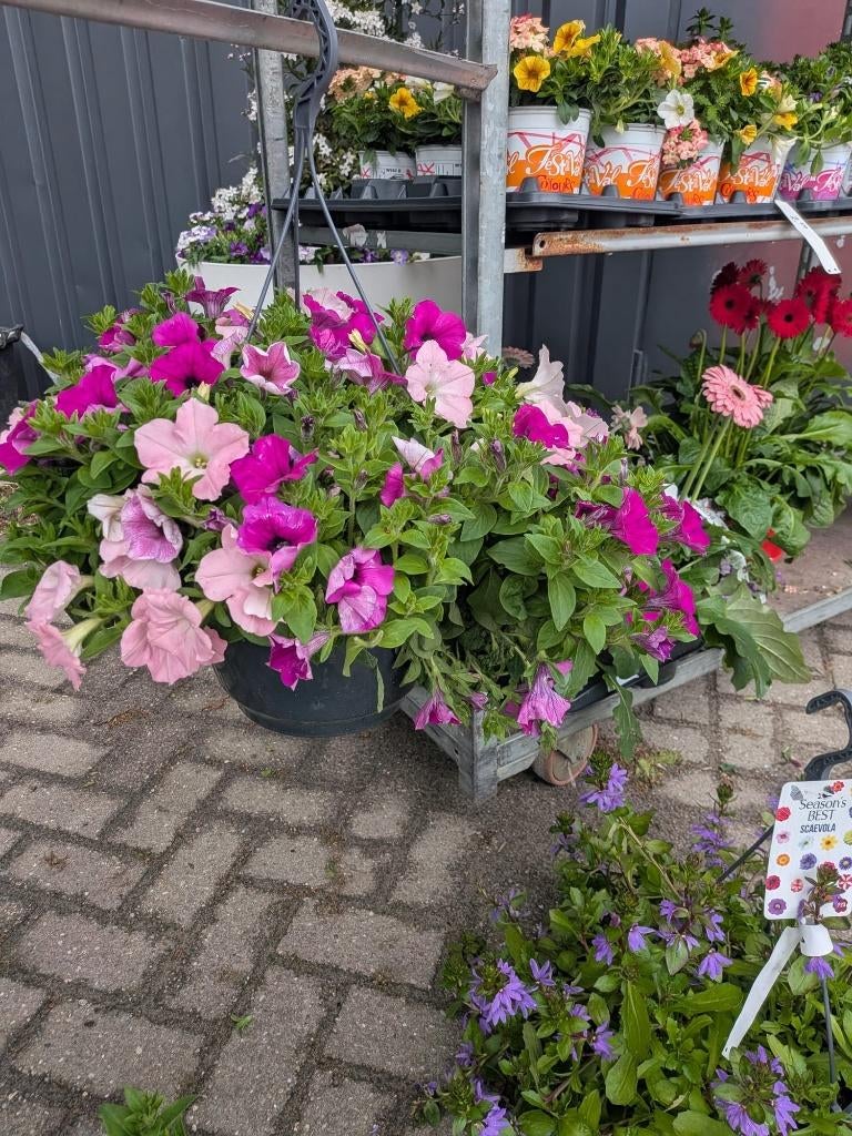 Voorjaar/zomer hangers 1-jarige, Tuin en Terras, Volle zon, Eenjarig, Lente, Ophalen