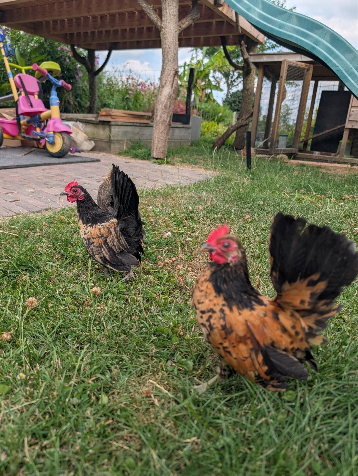 Lieve serama haantjes zoeken een goed huisje, Dieren en Toebehoren, Pluimvee, Mannelijk, Kip