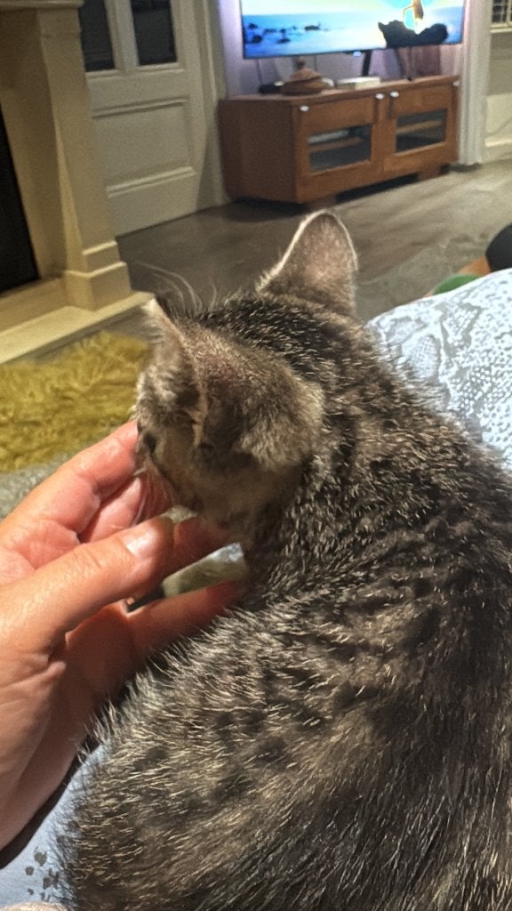 Kitten   Europese korthaar, Kater, Kortharig, 0 tot 2 jaar