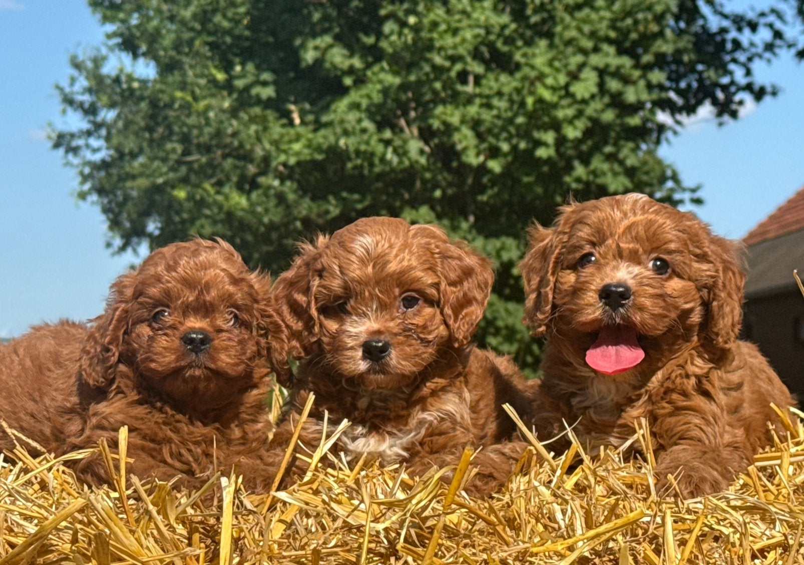 Cavapoo pups Hypoallergeen gezondheid getest, Dieren en Toebehoren, Nederland, Parvo, Overige rassen, 8 tot 15 weken