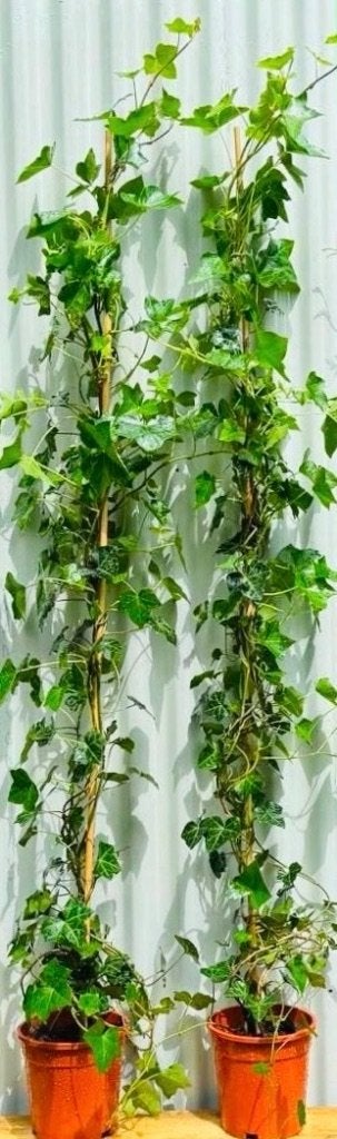 HEDERA HIBERNICA STUNT 180++cm €3,50!!!!!, Tuin en Terras, Planten | Tuinplanten, Ophalen, Vaste plant, Bloeit niet, Halfschaduw