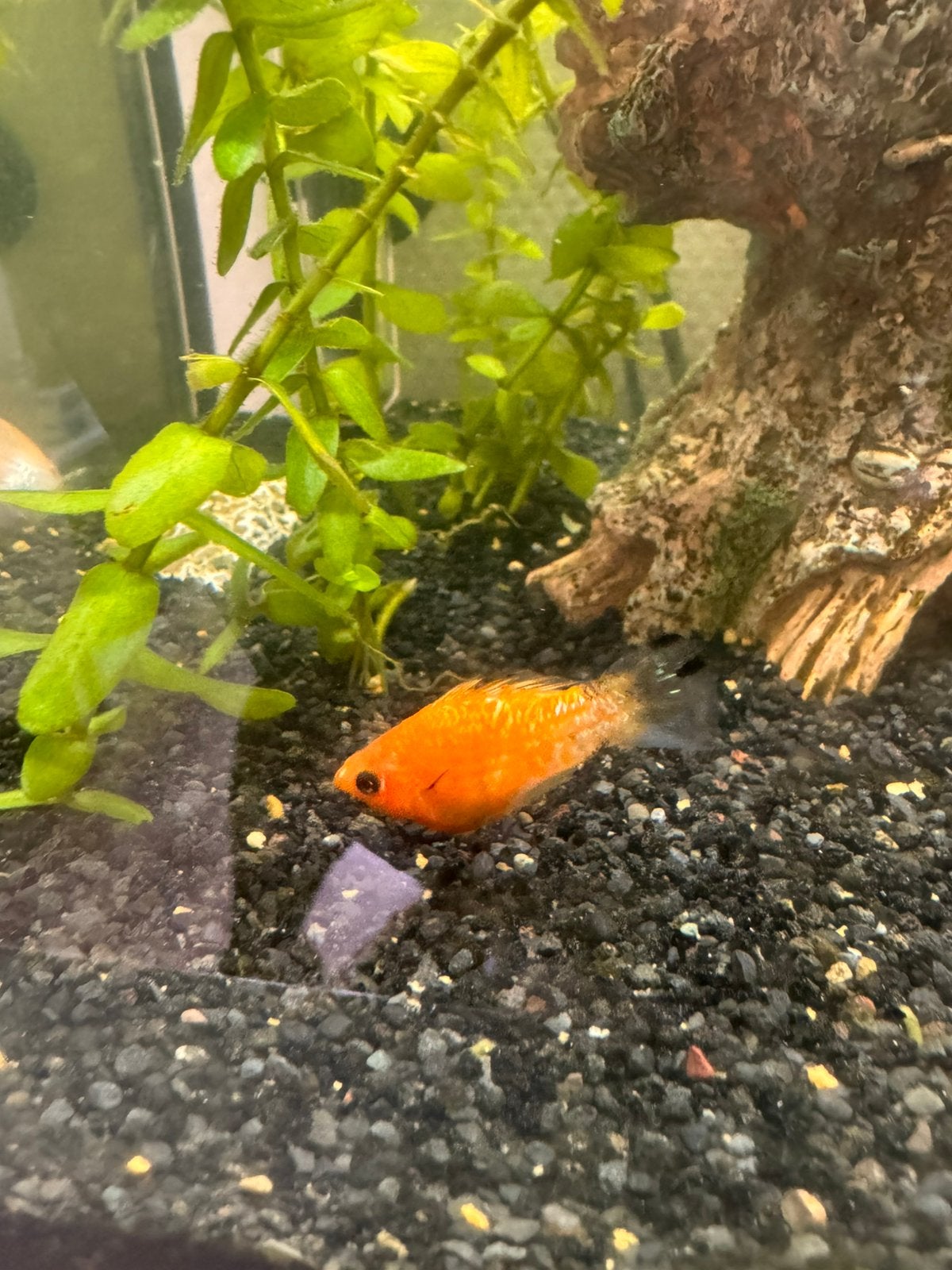 Gratis Baloon molly, Dieren en Toebehoren, Vissen | Aquariumvissen, Vis