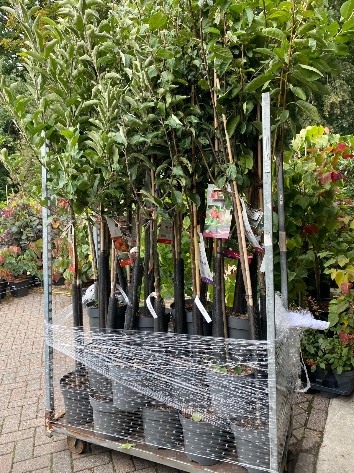 Halfstam fruitbomen: appel, peer, kers en pruim, Tuin en Terras, Ophalen, Lente, Volle zon, In pot