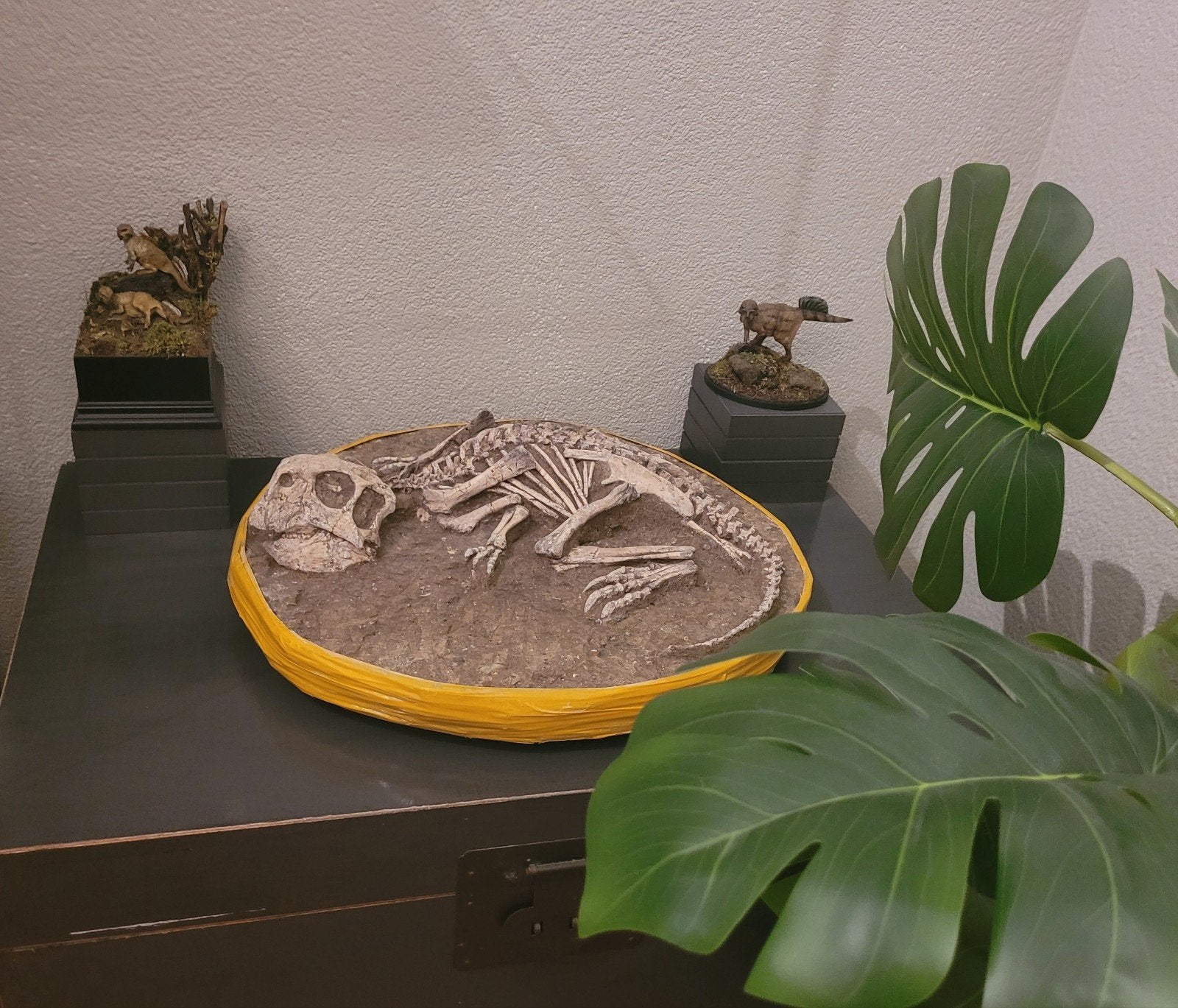 Foto 5 van UNIEK ORIGINEEL PSITTACOSAURUS-SKELET – MUSEUMKWALITEIT