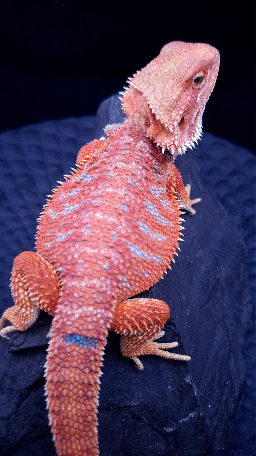 Red Hypo G-Stripe Blue Tiger Baardagaam Man Bearded Dragon photo 3