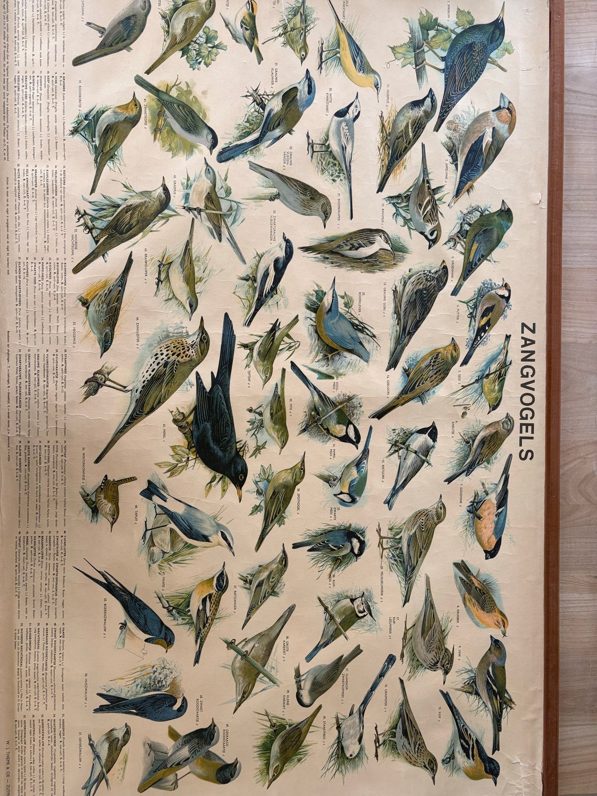 Vintage schoolplaat zangvogels - W.J. Thieme & Cie Zutphen, Ophalen, Natuur en Biologie
