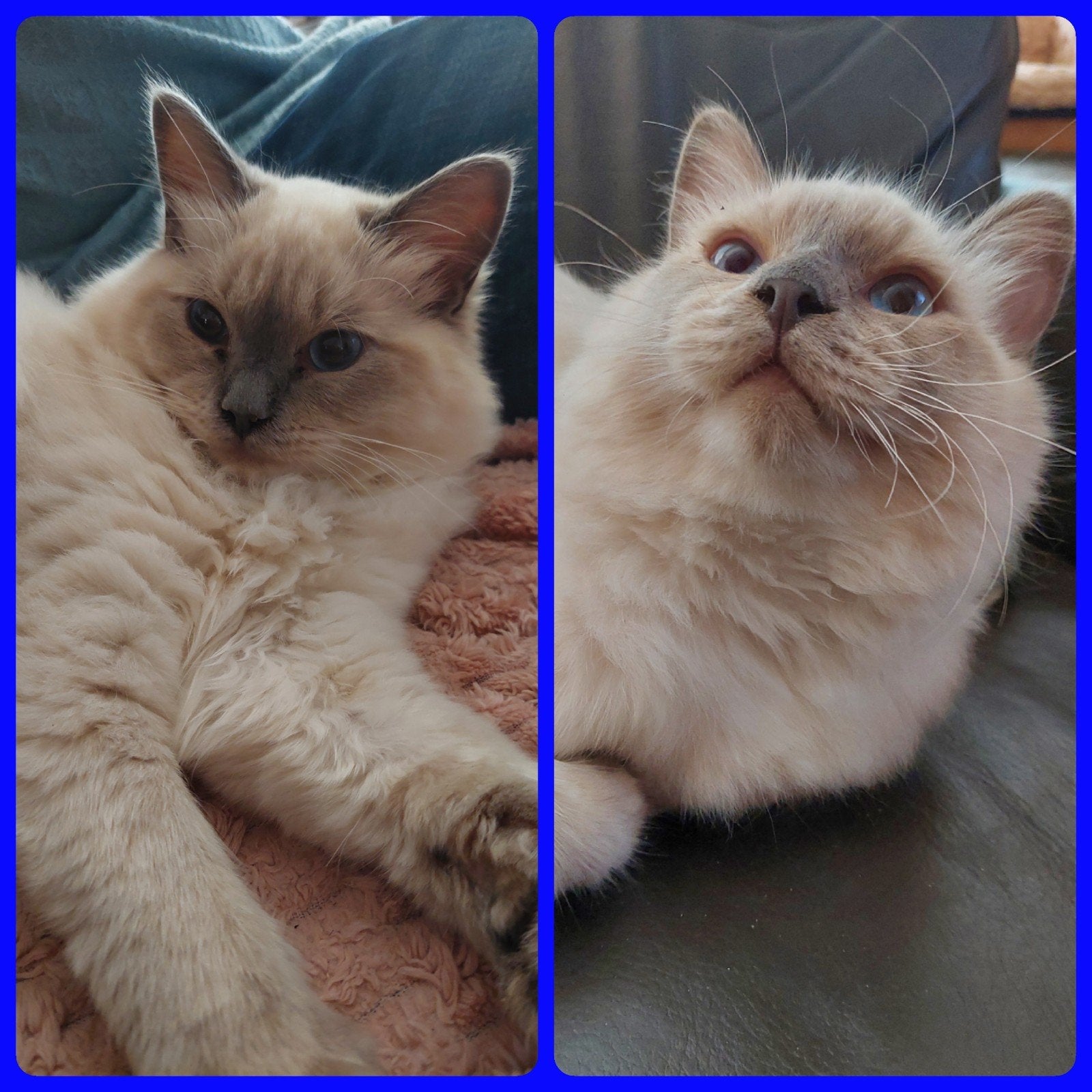 RAGDOLL KITTENS ( KATERS ), Dieren en Toebehoren, Kater, Langharig, 0 tot 2 jaar