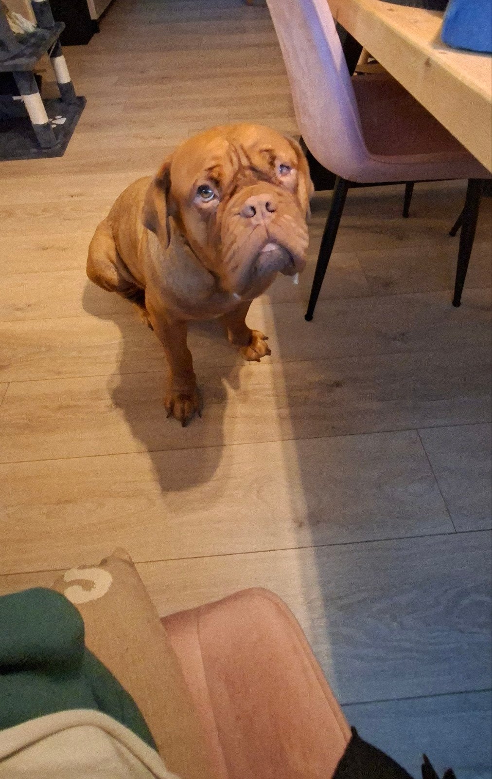 bordeaux dog teef 2jaar zoekt gouden mand, Dieren en Toebehoren, Overige rassen, 1 tot 2 jaar, Teef, Eén hond