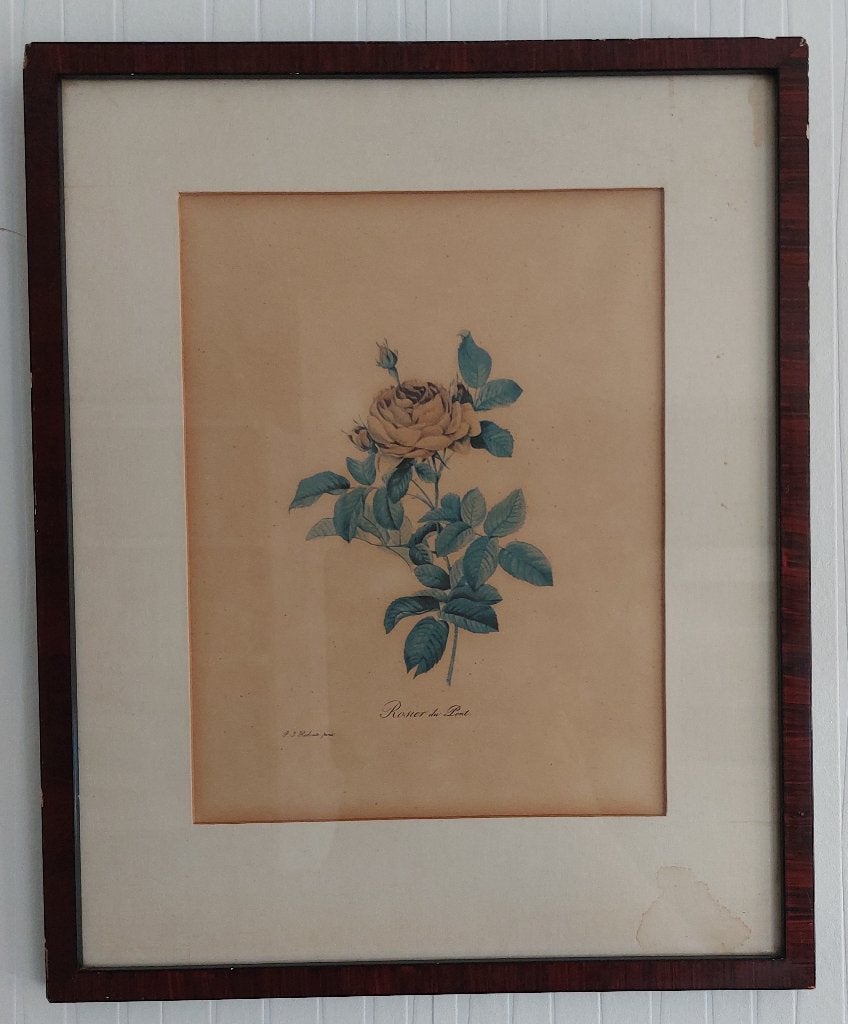 Schilderij Botanische prent tekening, Ophalen of Verzenden, Gebruikt, Minder dan 50 cm, Schilderij