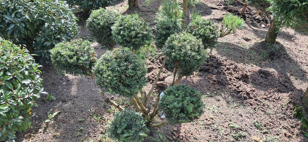 mooie Taxus bonsaivorm/multibol ongeveer 100 cm hoog., Volle zon, Vaste plant, Bloeit niet, Ophalen