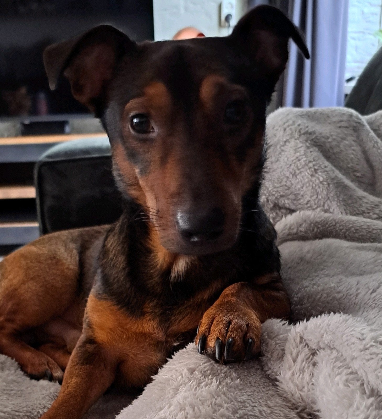 Super mooie Jack Russell Terriër dekreu, Reu, 1 tot 2 jaar, Parvo, Eén hond