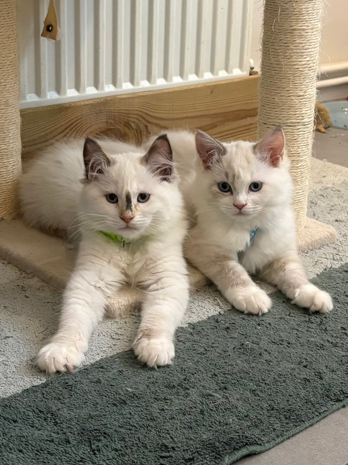 Ragdoll kittens, Dieren en Toebehoren, Poes, Ontwormd, 0 tot 2 jaar