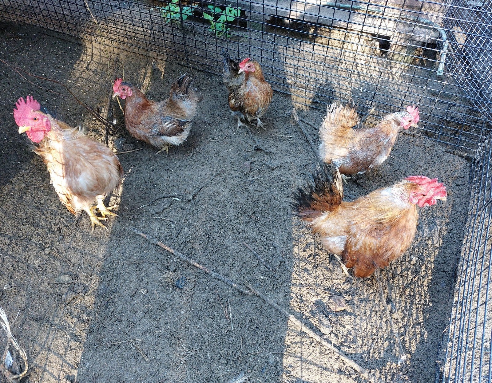 Setje serama zijdeveer 2025, Dieren en Toebehoren, Meerdere dieren, Kip