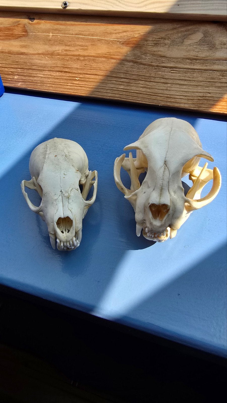 2x schedel van kat en marter., Ophalen of Verzenden, Gebruikt, Hond of Kat, Schedel