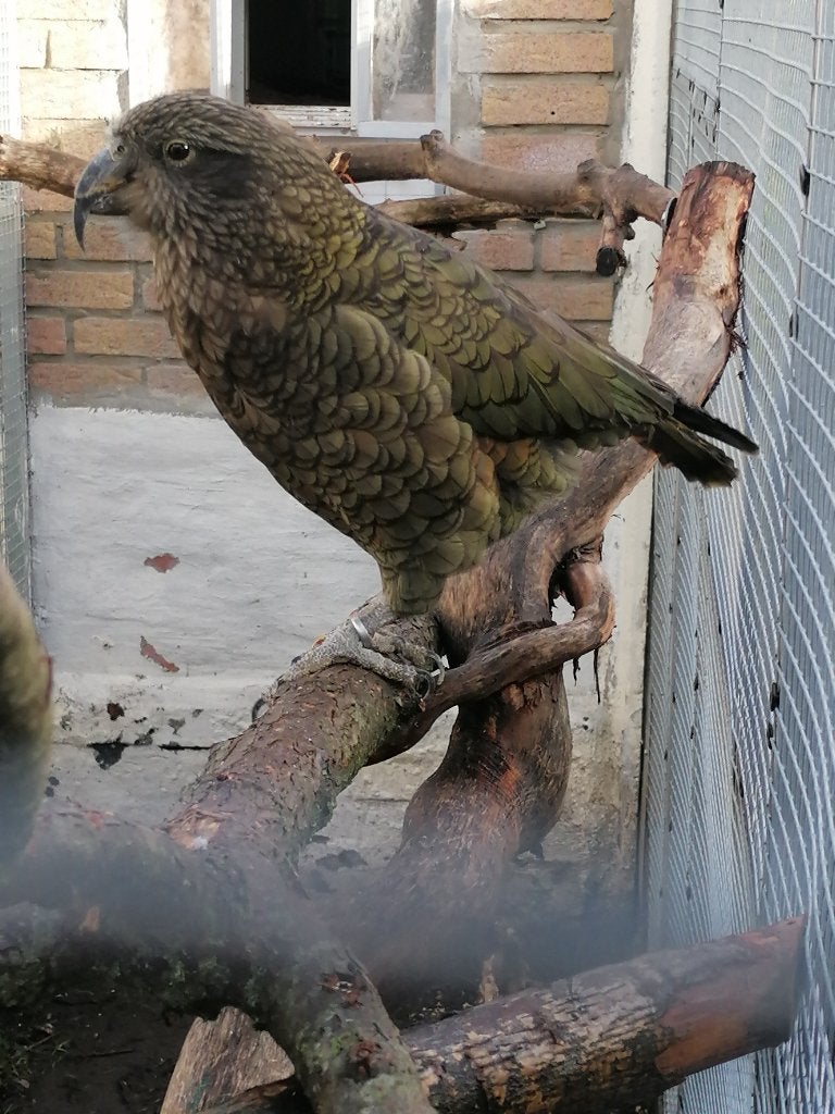 gezocht volwassen pop kea, Vrouwelijk, Parkiet
