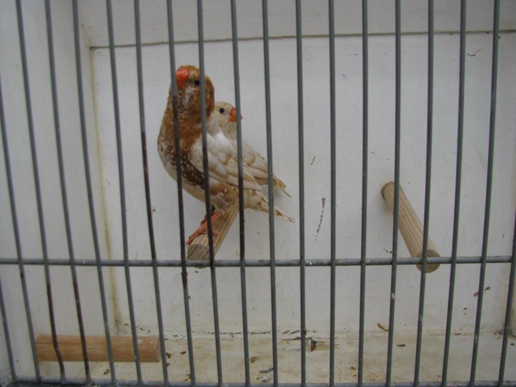 koppel oranjeborst zwartborst isabel bruin zebravinken, Dieren en Toebehoren, Vogels | Overige Vogels, Meerdere dieren