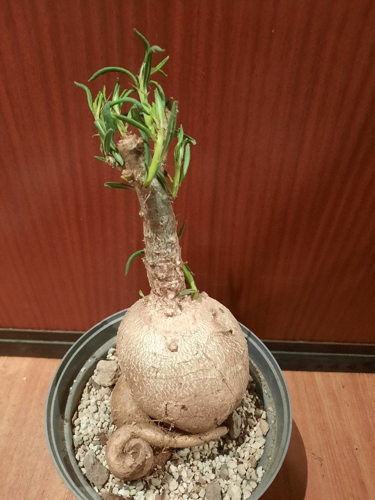 Pachypodium succulentum Caudex succulent houseplant, Verzenden, Halfschaduw, Minder dan 100 cm