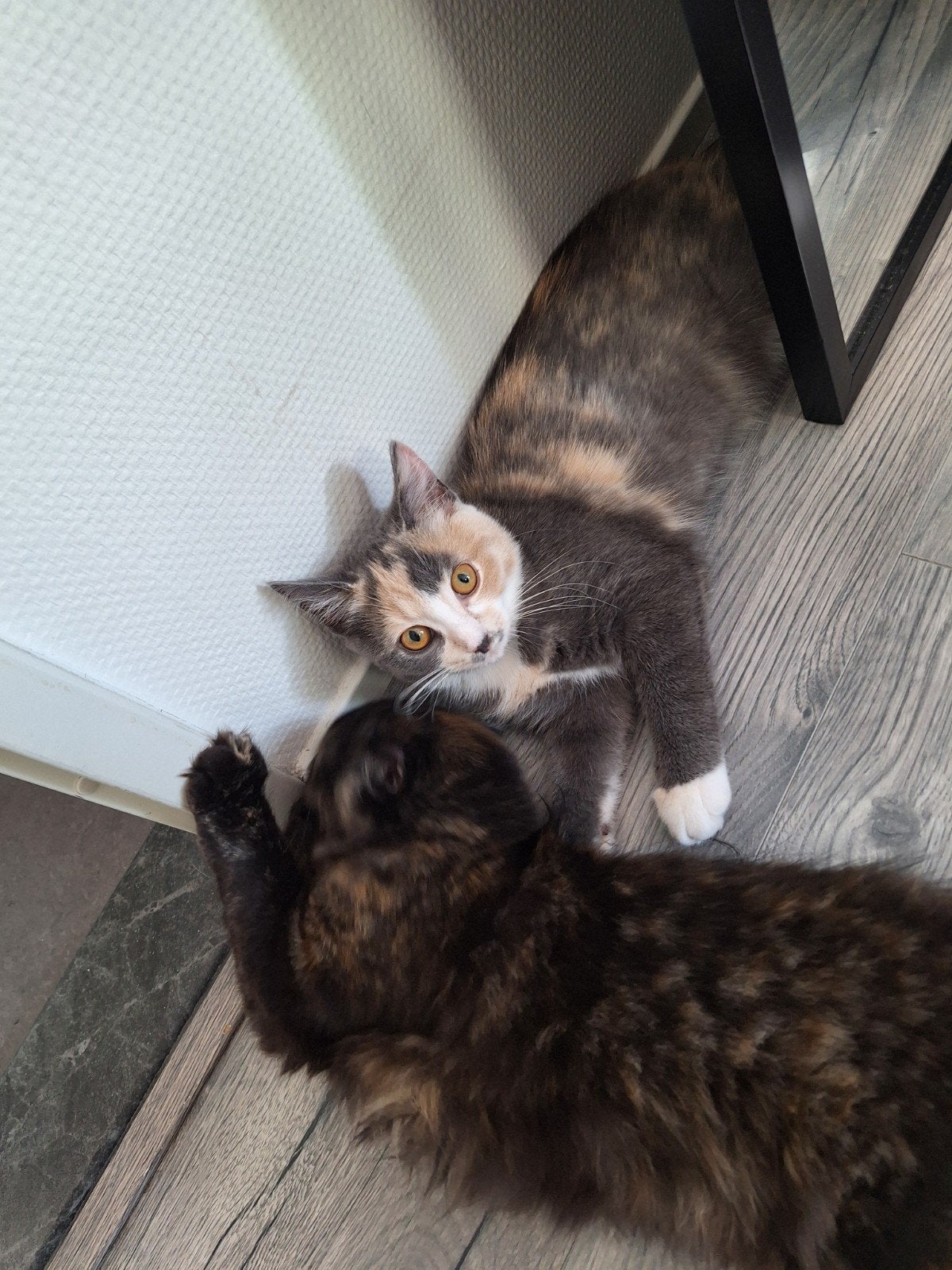 Kitten, britse korthaar mix, Poes, Kortharig, 0 tot 2 jaar