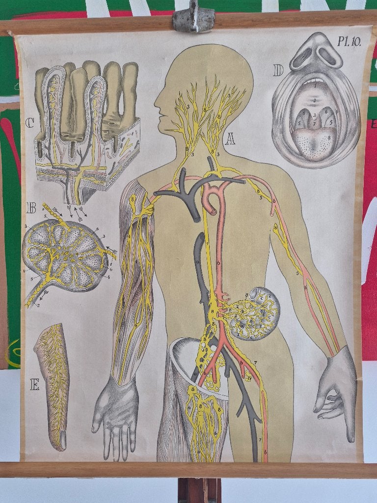 Mooie linnen schoolkaart over anatomie, Antiek en Kunst, Ophalen of Verzenden, Natuur en Biologie