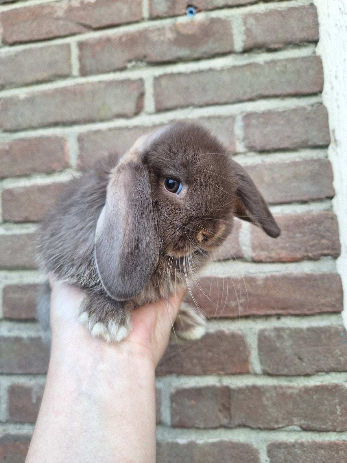 Jonge Nederlandse hangoor dwerg konijnen NHD, Dieren en Toebehoren, Konijnen, Meerdere dieren, Dwerg, Hangoor, 0 tot 2 jaar